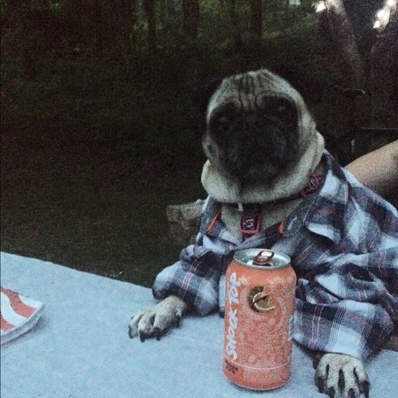 Meet your Posher, Shan Pug Mom - Picture 3 of 3